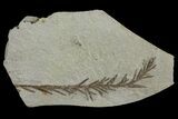 Dawn Redwood (Metasequoia) Fossil - Montana #165202-1